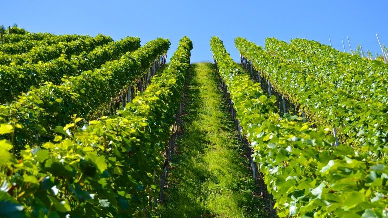 domaine viticole, vignoble, Bouchard Père et Fils, production vin